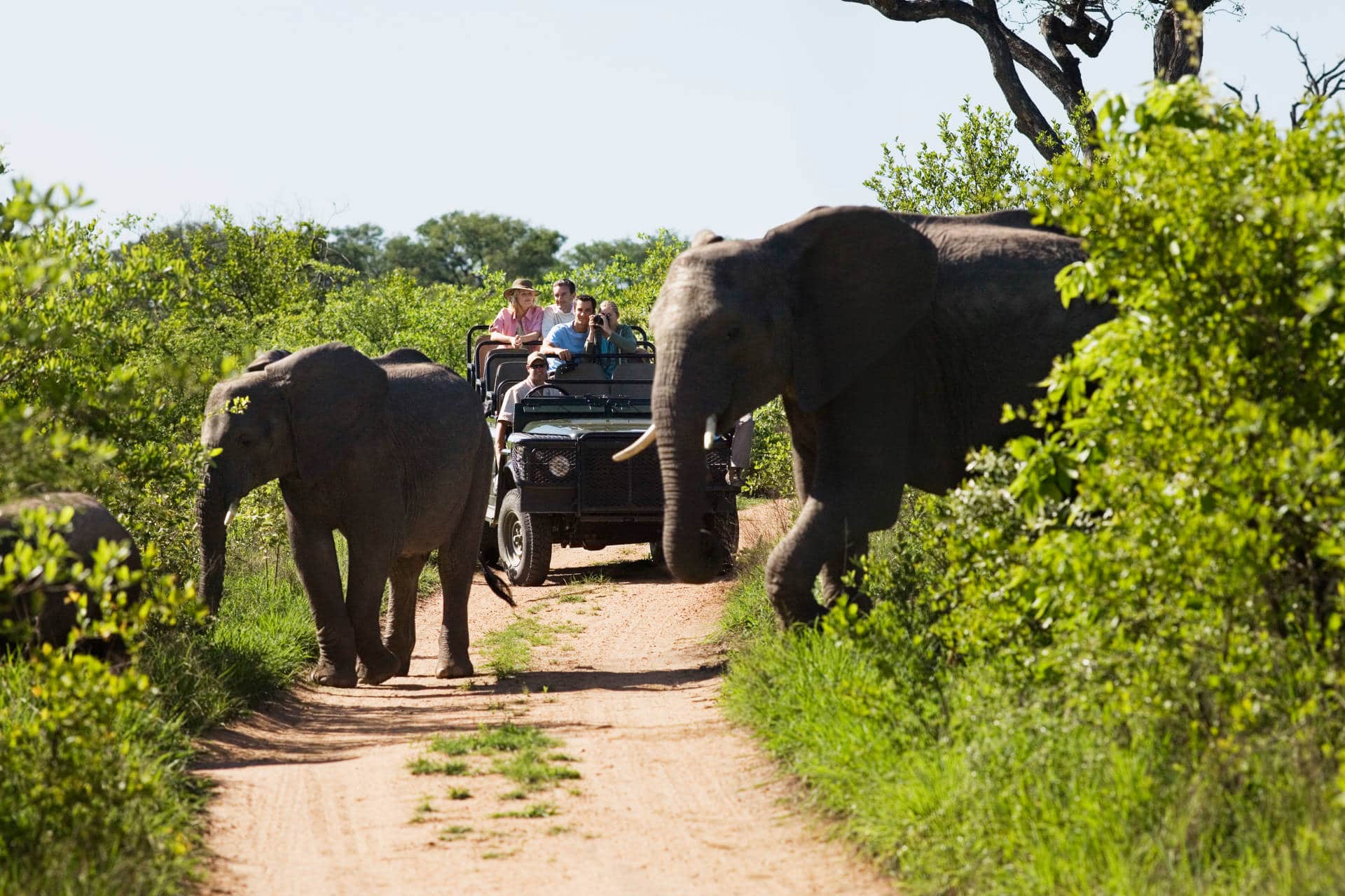 safari africa kruger national park