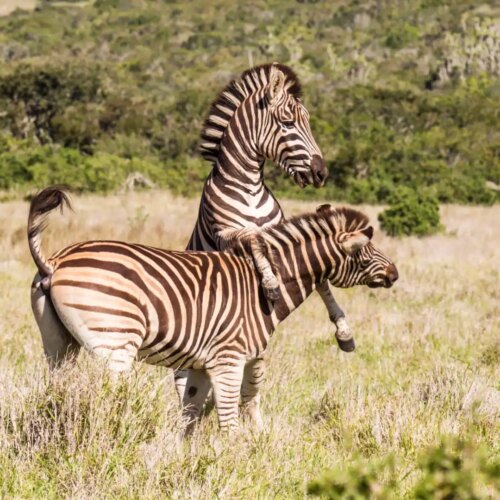 Sun City Safari