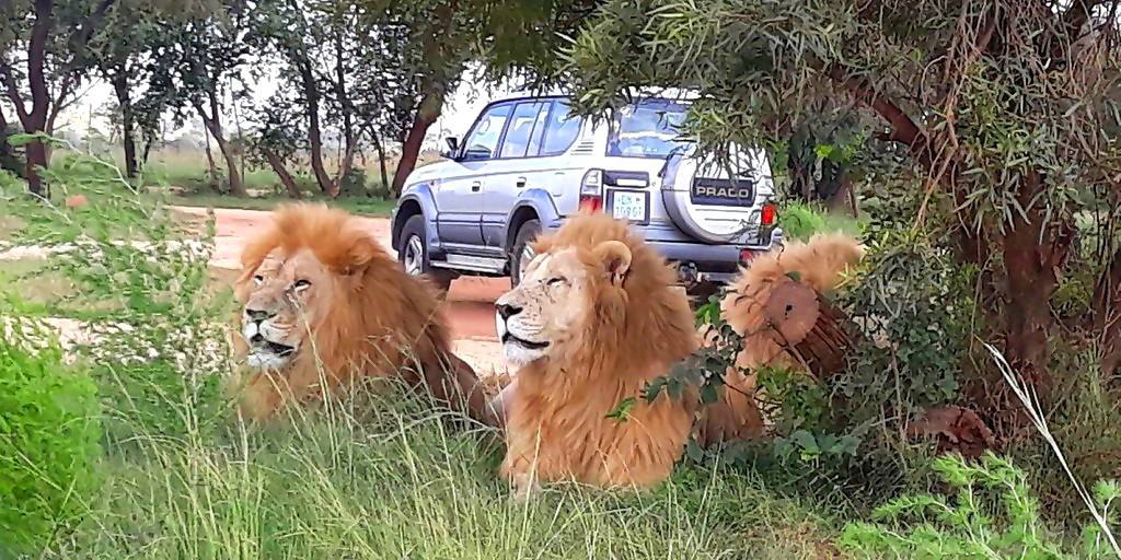 african lion safari private tour