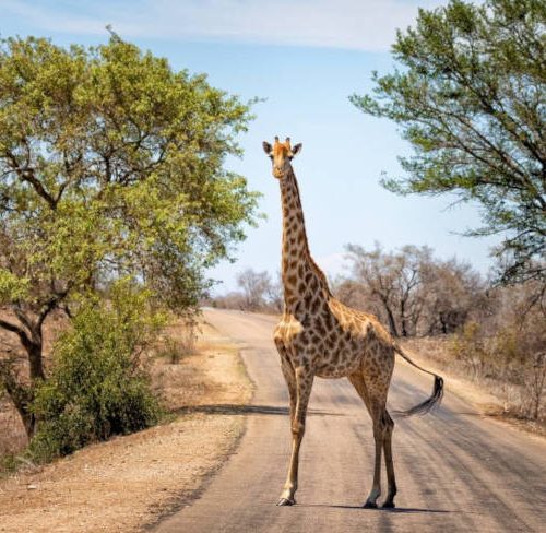 6 Day Kruger Safari