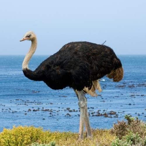 CAPE POINT OSTRICH FARM