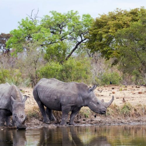 Kruger National Park Safaris from Cape Town