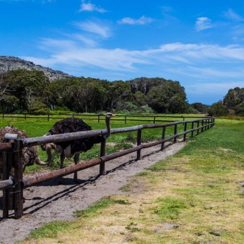 A grassy landscape with a wooden fence running through the middle invites a sense of serenity, reminiscent of a private Cape Peninsula tour. An ostrich stands near the fence on the left side, while trees and hills frame the background under a blue sky speckled with clouds.