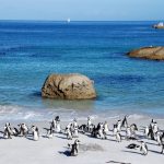 A group of penguins stands and walks along a sandy beach with large rocks. The turquoise ocean stretches into the distance under a clear blue sky, with a small sailboat visible on the horizon.