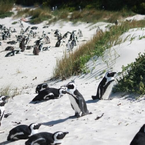 A group of penguins on a sandy beach with patches of grass captivates visitors on a private Cape Peninsula tour. Some penguins stand proudly, while others rest peacefully, set against a backdrop of more penguins scattered across the sand.