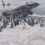 A group of penguins gathered on a rocky shoreline near the ocean. Some are standing while others are lying down. Waves gently crash against the rocks in the background.