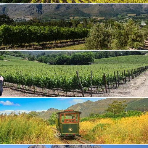 A collage of five vineyard scenes captures the essence of an Africa tour: expansive fields, dense grapevines, a rolling landscape, a tram weaving through the vineyards, and vines set against a majestic mountain backdrop.