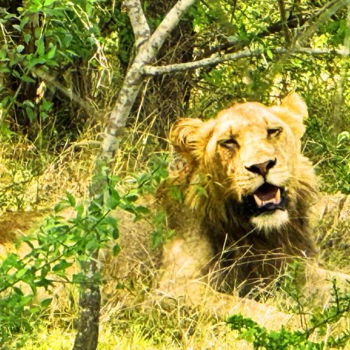 3 day Kruger safari