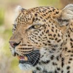 5-Day Garden Route & Addo / Big 5 Safari Package