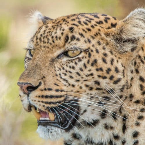 5-Day Garden Route & Addo / Big 5 Safari Package