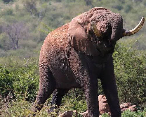 Kruger National Park safari packages
