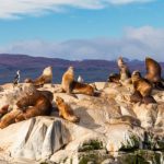 camps bay A group of sea lions lounging on rocky terrain with a backdrop of mountains and a partly cloudy sky creates the perfect scene for a Cape Peninsula tour. Some sea lions rest as others stay alert, while a few birds are perched nearby, completing this breathtaking coastal vista.