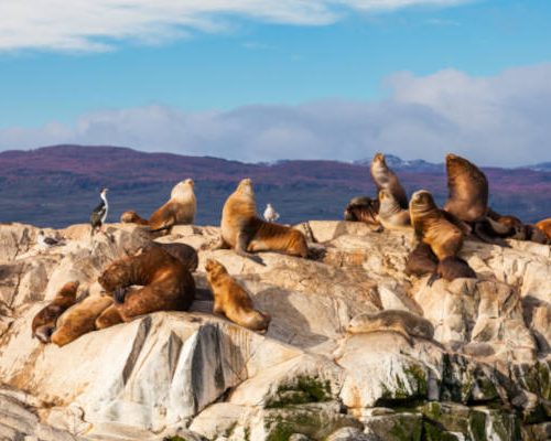 camps bay A group of sea lions lounging on rocky terrain with a backdrop of mountains and a partly cloudy sky creates the perfect scene for a Cape Peninsula tour. Some sea lions rest as others stay alert, while a few birds are perched nearby, completing this breathtaking coastal vista.
