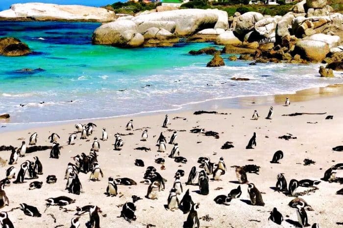 Cape Town Full Day Tour