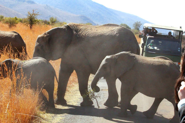 Elephant Family - Pilanesberg National Park