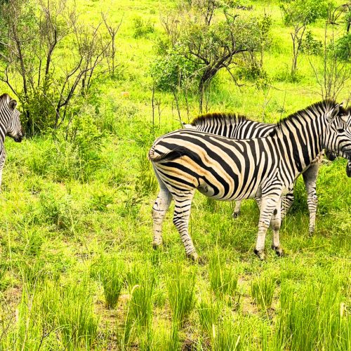 3 Day Kruger Safari from Cape Town tour itinerary
