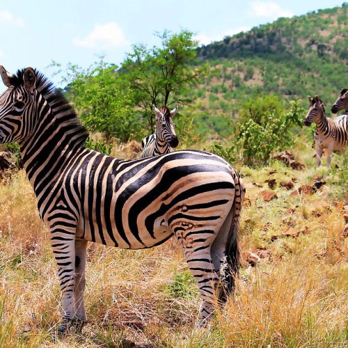 A group of zebras stands in a grassy area with scattered rocks and bushes on a Pilanesberg safari. One zebra is in the foreground, while three others are in the background. A green, tree-covered hill rises under a partly cloudy sky.