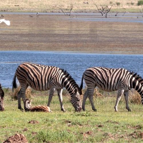 Zebras in Pilanesberg Game Reserve