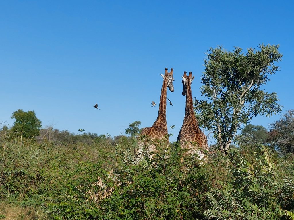 Two giraffes stand close together in the lush, green landscape of Kruger National Park under a clear blue sky. Birds fly nearby, while a tall tree frames the scene to the right.
