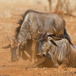 Two wildebeests in a dusty savannah. One is standing with its head lowered, while the other is lying on the ground. Both have long curved horns and shaggy manes, with dry grass and sparse vegetation in the background.