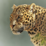 A close-up image of a leopard gazing sideways. Its coat features distinctive black rosettes on a golden background. The background is softly blurred, highlighting the leopards intense expression and majestic presence.