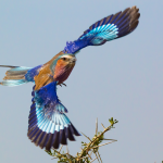 A vibrant lilac-breasted roller in mid-flight against a clear blue sky. Its wings display a stunning combination of blue and brown hues, with hints of white. The birds eyes are focused forward, and it glides gracefully above some sparse branches.