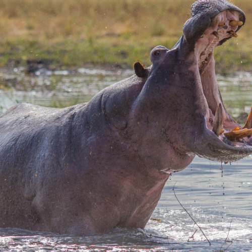 A hippopotamus stands in shallow water with its mouth wide open, showing its large teeth. The background consists of grassy, blurred wetlands under a bright sky.