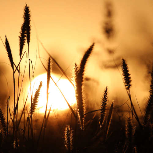 Silhouetted tall grass and wildflowers against a golden sunset, creating a warm and serene atmosphere.