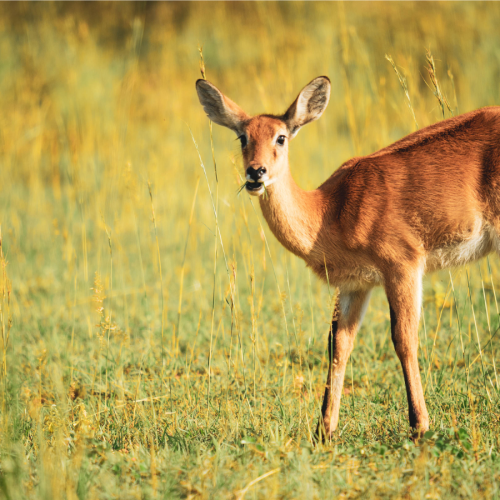 A young deer stands alert in a grassy field with tall, golden grass surrounding it. As if transported to a hazy view, the sunlight highlights its brown coat and large ears, creating a serene, natural scene.