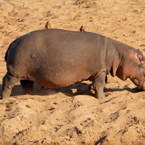 Kruger national park safari tour