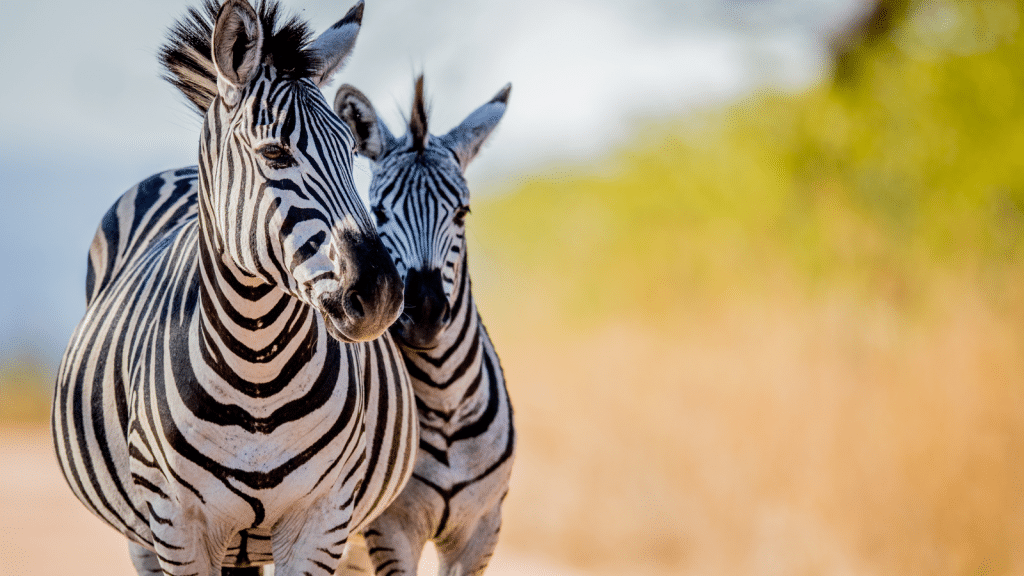 Two zebras stand closely together, facing forward in a sunlit savannah. Their black and white stripes contrast vividly against the blurred background of dry grass and green foliage. The sky is clear and blue.