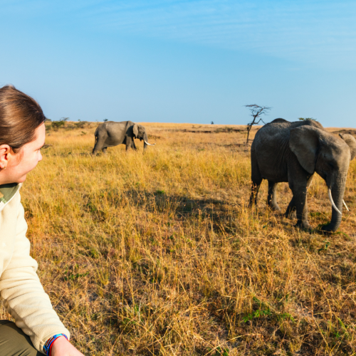 A person wearing a beige jacket and colorful bracelets looks at two elephants walking on a grassy plain from a safari vehicle. The sky is clear, and a few trees are scattered in the background.