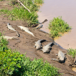 Crocodile bridge rest camp