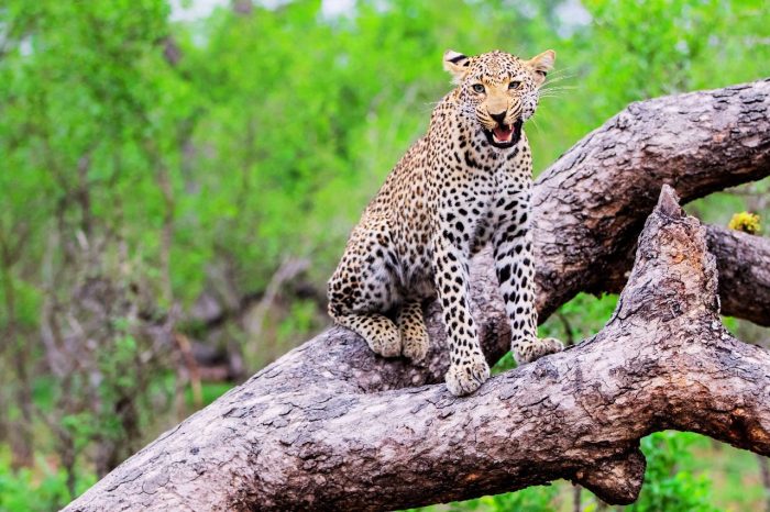 2 Day Kruger Safari from Cape Town