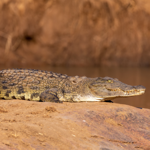 A crocodile rests on a rock beside a riverbank. Its scaly skin is highlighted by the sunlight, and the background is a blurred mix of earthy tones.
