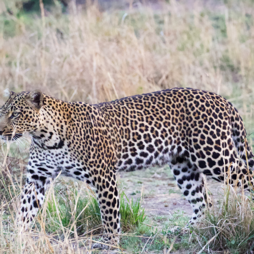 A leopard walks gracefully through tall grass in a natural habitat, its spotted coat blending into the dry surroundings.