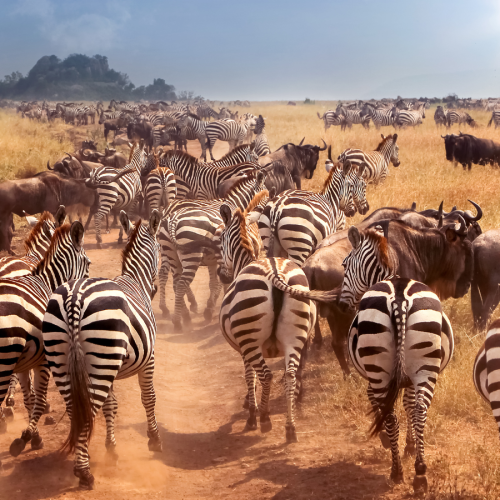 A herd of zebras and wildebeests runs across a sunlit savannah, raising dust. The landscape is grassy, with a small hill in the distance under a blue sky, partially covered by clouds with the sun shining through.