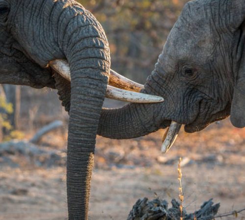 Two elephants interacting in a dusty, dry landscape. Their trunks and tusks are intertwined, suggesting a playful or gentle encounter. Background features sparse trees and dry grass, hinting at a savanna setting.