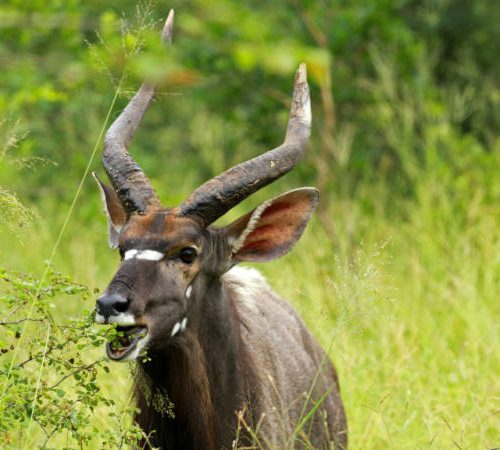 Kruger National park Safari