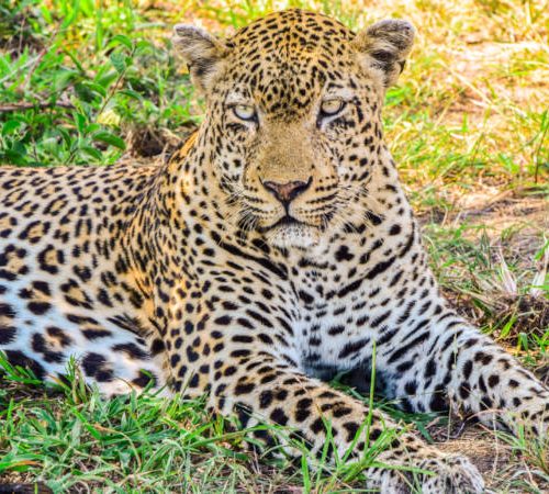 A leopard lies on grass, staring attentively. Its coat features distinctive dark rosettes on a golden background. The sunlight filters through leaves, illuminating patches of its body. The surrounding area is a mix of grass and dirt.