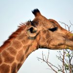 The image shows a close-up of a giraffes head and neck as it browses on a leafy branch against a clear blue sky.