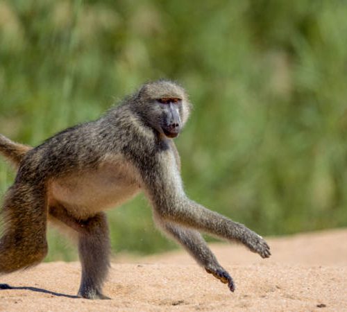 A baboon strides across the sandy ground, embodying a journey akin to transporting to Hazy View, with a serene, blurred green background adding an air of tranquility.