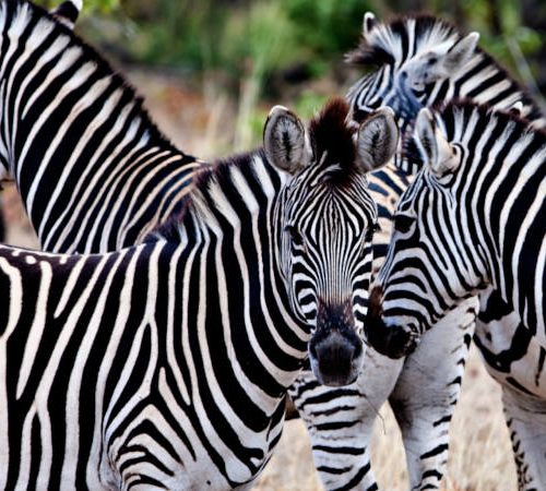 A group of zebras with distinctive black and white stripes stand closely together in a natural setting, with lush greenery in the background. The zebras are facing different directions, showcasing their unique patterns.