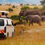 A white safari van carrying people observes a herd of elephants and a cheetah walking in the grassland. The landscape features tall grass, distant trees, and a hazy mountainous background under a clear sky.