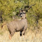 A kudu stands in dry grass with its back to the camera. The animal has long spiral horns and a light brown coat with faint white stripes. Green bushes and trees are in the background.