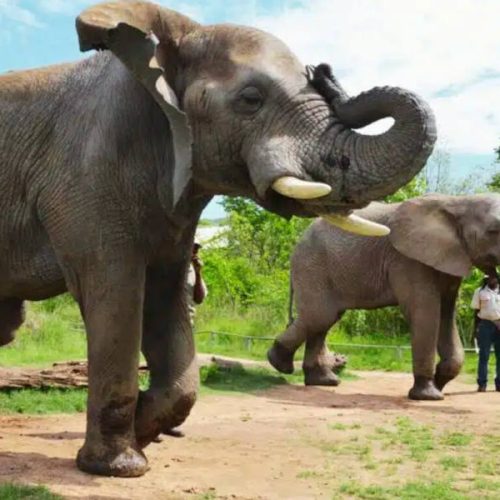 Two elephants walk on a dirt path in a grassy area of the elephant sanctuary, with a person standing nearby. One elephant raises its trunk gracefully. The sky is partly cloudy, and trees can be seen in the background, adding to the serene atmosphere.