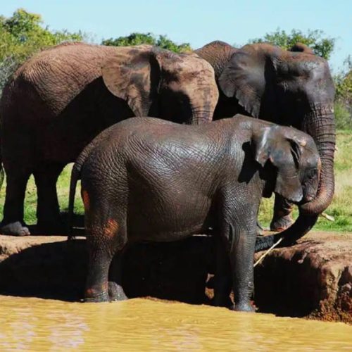 Three elephants gathered at the edge of a muddy waterhole in a grassy area, with trees in the background, as if part of an elephant sanctuary. They appear to be drinking or interacting with the water.