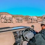 A person in a safari vehicle watches a herd of four elephants, including a baby, walking across a dirt road in a dry, open landscape with bushes and clear blue sky.