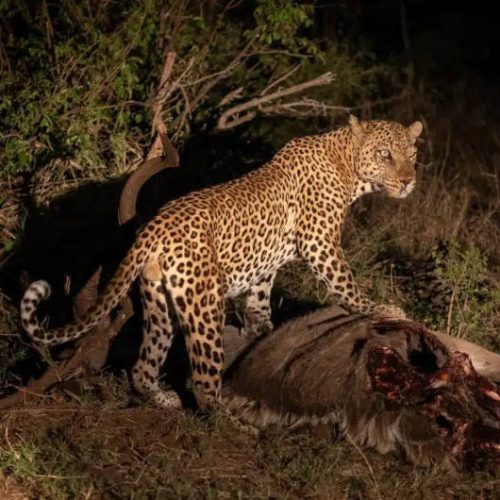 A leopard stands over its prey, a partially eaten antelope, in a dimly lit, grassy area at night. The leopards spotted fur is illuminated, contrasting with the shadows of the surrounding vegetation.