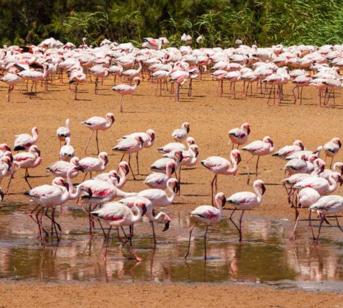 Ngorongoro Crater